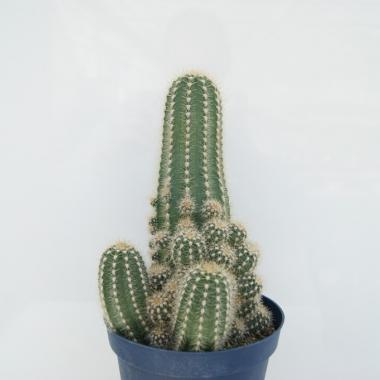 Trichocereus huascha